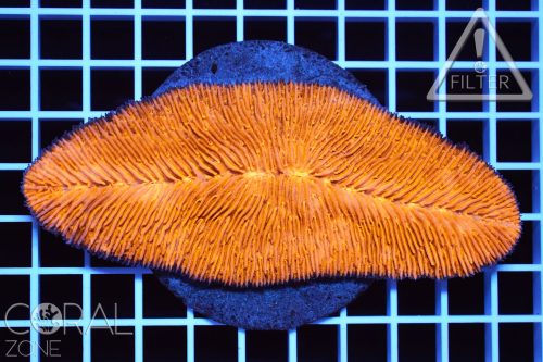 Herpolitha limax "special orange"