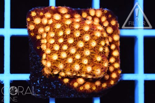 Cyphastrea sp. "splendiferous"