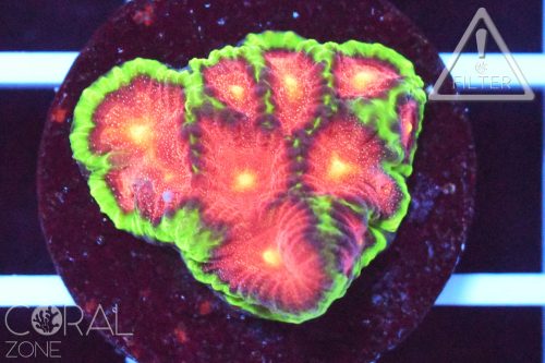 Favia sp. "WWC bejeweled"