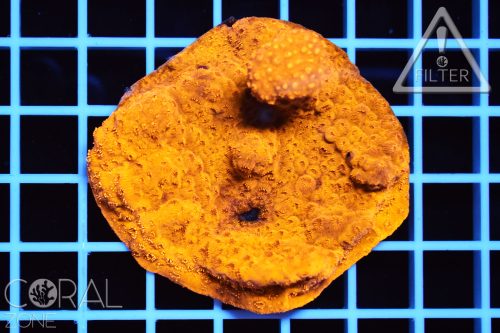 Pavona maldiviensis "orange"