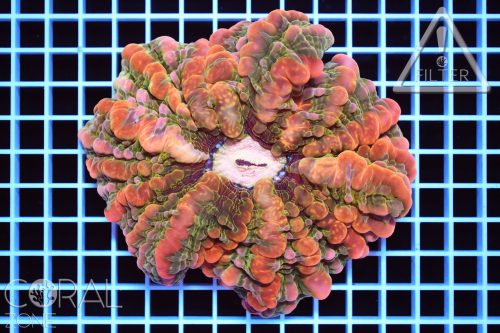 Indophyllia macassarensis "multicolor"