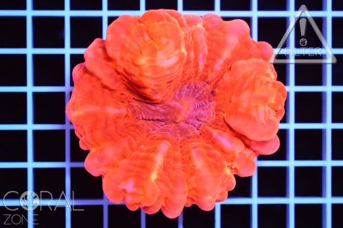 Cynarina lacrimalis "super red"