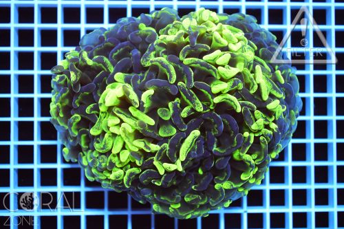 Euphyllia ancora "toxic blotchy"