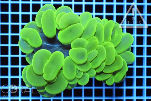 Plerogyra sinuosa "neon green"