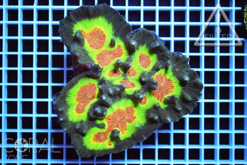 Pectinia alcicornis XL "multicolor"