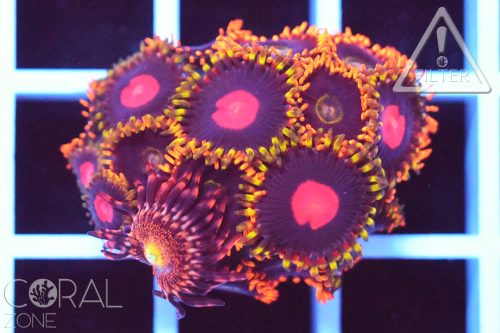 Zoanthus sp. "KH sunburst & mix"