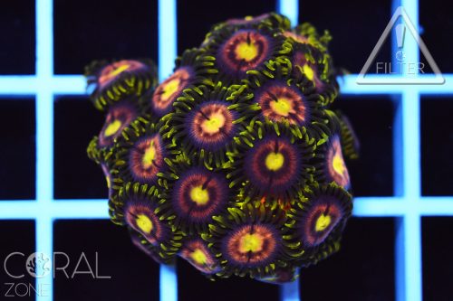 Zoanthus sp. "laser lemon"