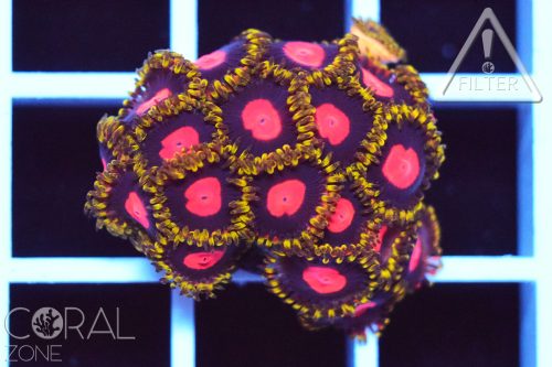 Zoanthus sp. "KH sunburst"