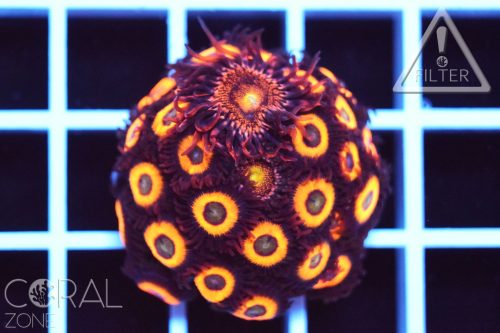 Zoanthus sp. "Johnny pumpkin & mohawks"