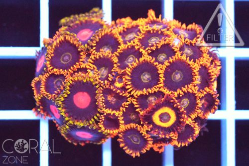 Zoanthus sp. "rainbow hornet & mix"
