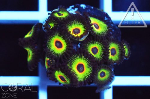 Zoanthus sp. "Bob Marley"