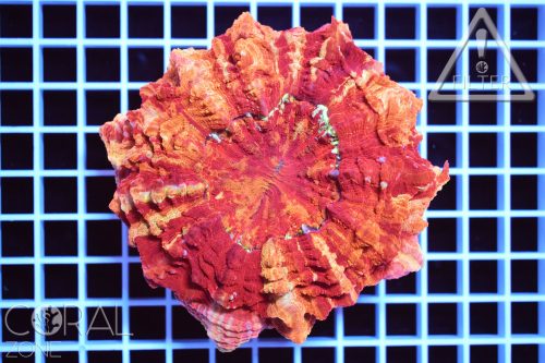 Acanthophyllia deshayesiana "multicolor"