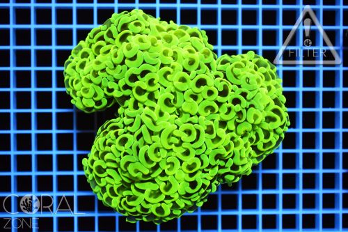 Euphyllia ancora XL "metallic green"
