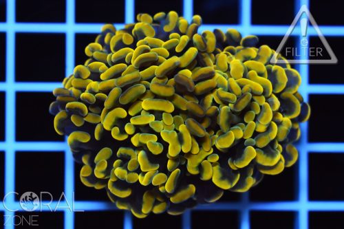 Euphyllia parancora "super orange - 2 heads"