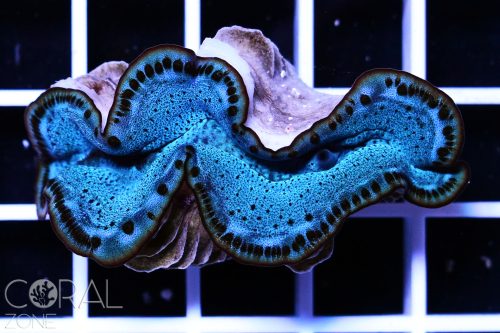 Tridacna maxima "super blue"