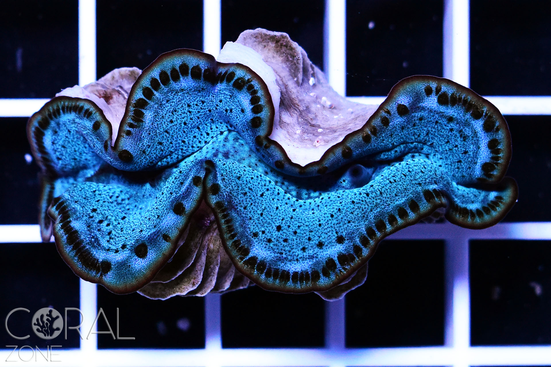 Tridacna maxima "super blue"