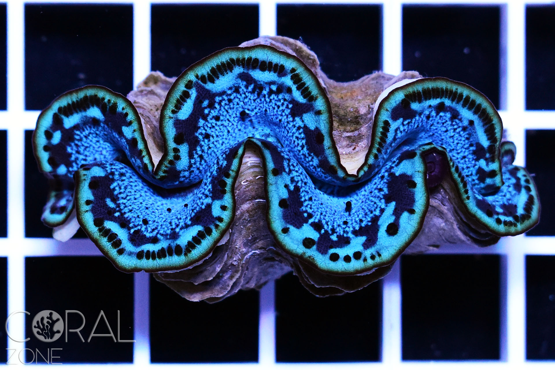 Tridacna maxima "super blue"