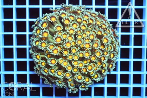 Goniopora sp. "multicolor"