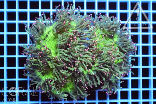 Catalaphyllia jardinei "ultra"