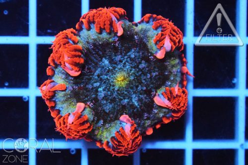 Epicystis crucifer "rock flower anemone"
