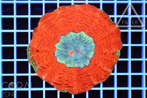 Acanthophyllia deshayesiana "bicolor"