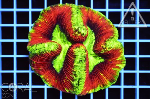 Trachyphyllia geoffroyi "ultra"