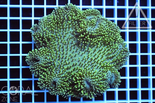 Sarcophyton sp.