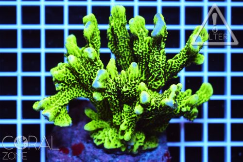 Montipora confusa